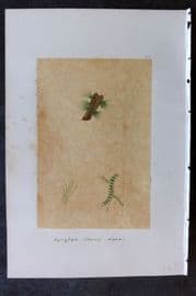 Original Art C1875 Seaweed. Lyngrya Flacca 55