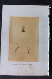 Original Art C1875 Seaweed. Lyngrya Speciosa 54
