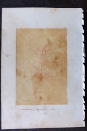 Original Art C1875 Seaweed. Naccaria Hypnoides 59