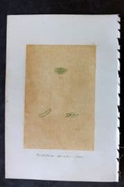 Original Art C1875 Seaweed. Oscillatoria Spiralis 56