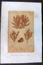 Original Art C1875 Seaweed. Plocamium Coccineum 02