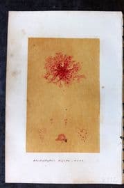 Original Art C1875 Seaweed. Rhodophyllis Bifida 05
