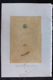 Original Art C1875 Seaweed. Spermoseira Litorea 58