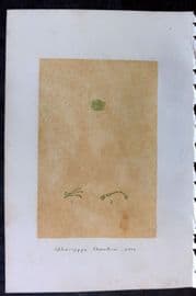 Original Art C1875 Seaweed. Sphaerozyga Thwatesii 57