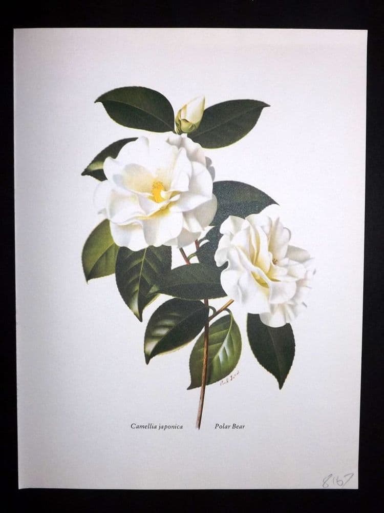 Paul Jones Camellias 1964 Botanical Print Camellia Japonica Polar Bear