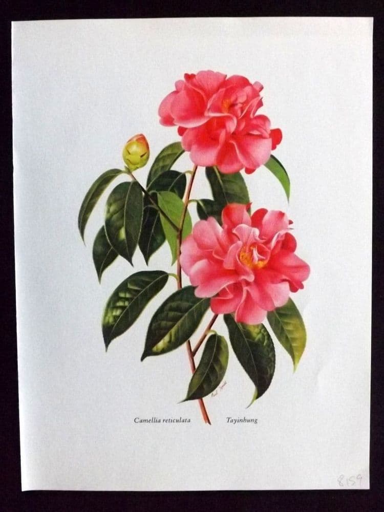 Paul Jones Camellias 1964 Botanical Print Camellia Japonica Tayinhung