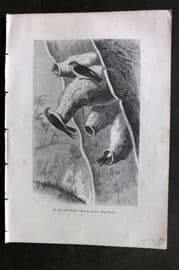 Pouchet 1874 Antique Bird Print. Ariel Swallow from Gould