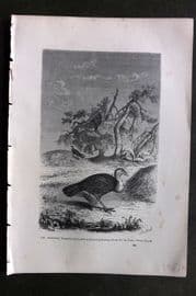Pouchet 1874 Antique Bird Print. Australian Talegalla gathering Grass