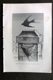 Pouchet 1874 Antique Bird Print. Chimney Swallow and its Nest