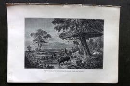 Pouchet 1874 Antique Bird Print. Community of African Social Grossbeaks