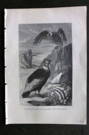 Pouchet 1874 Antique Bird Print. Condor or Great Vulture of the Andes