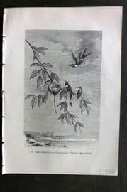 Pouchet 1874 Antique Bird Print. Family of Sparkling-Tailed Hummingbirds