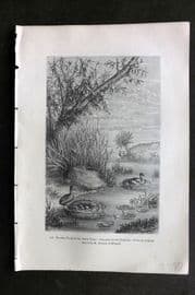 Pouchet 1874 Antique Bird Print. Floating Nest of the Little Grebe