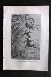 Pouchet 1874 Antique Bird Print. Household of the Emerald Hummingbird