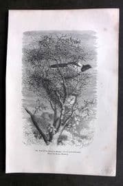 Pouchet 1874 Antique Bird Print. Nest of the Common Magpie