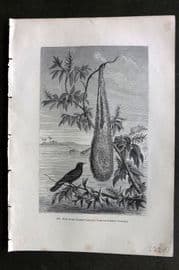 Pouchet 1874 Antique Bird Print. Nest of the Crested Cassicus