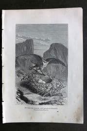 Pouchet 1874 Antique Bird Print. Nest of the Goshawk
