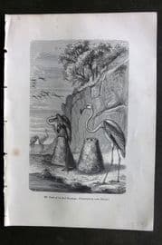 Pouchet 1874 Antique Bird Print. Nest of the Red Flamingo