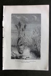 Pouchet 1874 Antique Bird Print. Nest of the Reed-Warbler