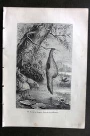 Pouchet 1874 Antique Bird Print. Nest of the Troopial