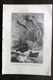 Pouchet 1874 Antique Bird Print. Nest of the Water-hen
