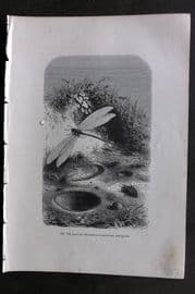 Pouchet 1874 Antique Print. Ant Lion and it's Pit
