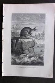 Pouchet 1874 Antique Print. Antelope Kangaroo. Australia