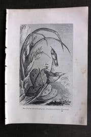 Pouchet 1874 Bird Print. Nest of the Saw beaked Hummingbird. Cactus