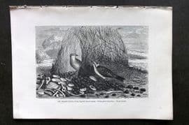 Pouchet 1874 Bird Print. Nuptial Arbour of the Spotted Bowerbirds. Australia