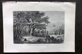 Pouchet 1874 Botanical Print. Bread Fruit Tree of Tahiti. Pacific
