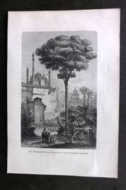 Pouchet 1874 Botanical Print. Camphor Tree or Camphor Laurel
