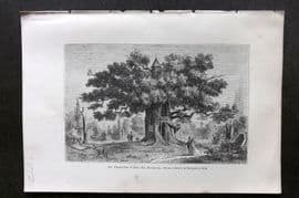 Pouchet 1874 Botanical Print. Chapel Oak of Allouville, Normandy