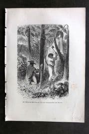 Pouchet 1874 Botanical Print. Extracting Milk from the Cow-Tree