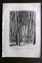 Pouchet 1874 Botanical Print. Forest of Palm Trees on the Banks of the Nile