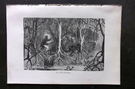 Pouchet 1874 Botanical Print. Forest of the Mangroves