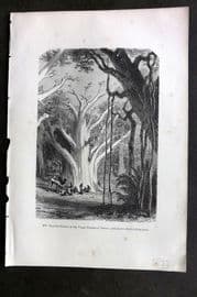 Pouchet 1874 Botanical Print. Gigantic Baobab of the Birgin Forests of Africa
