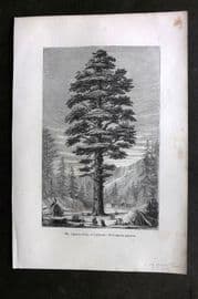 Pouchet 1874 Botanical Print. Gigantic Cedar of California