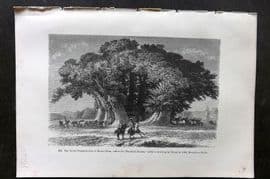 Pouchet 1874 Botanical Print. Great Chestnut Tree of Mount Etna, Sicily