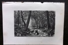 Pouchet 1874 Botanical Print. Imagianary view of a Forest of the Coal Period