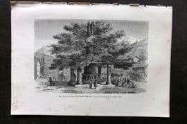 Pouchet 1874 Botanical Print. Lime Tree of the Battle of Morat