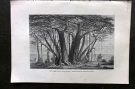 Pouchet 1874 Botanical Print. Pagoda Fig-Tree