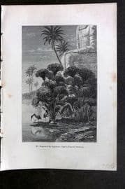 Pouchet 1874 Botanical Print. Papyrus of the Egyptians