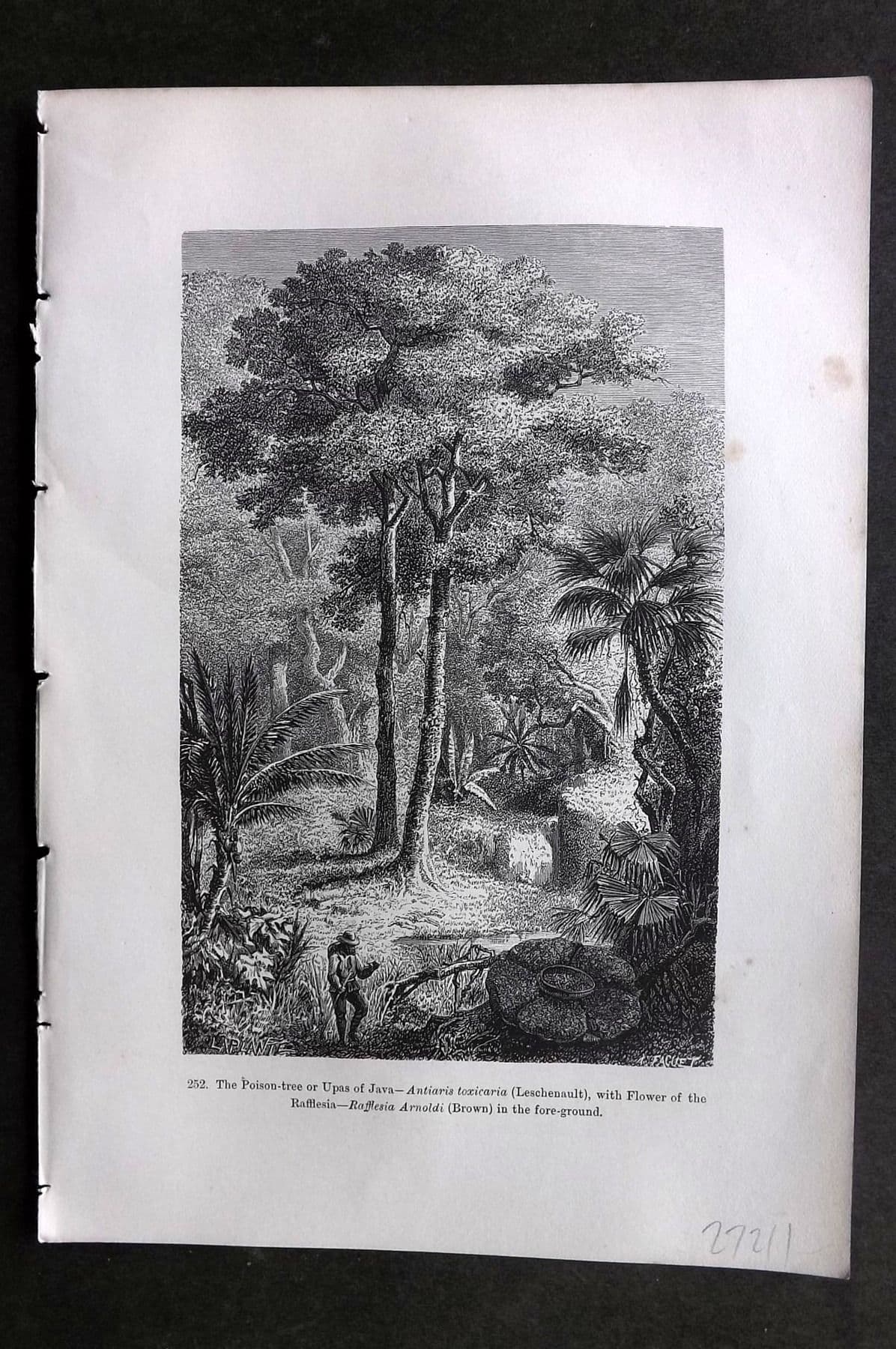 Pouchet 1874 Botanical Print Poison Tree or Upas of Java