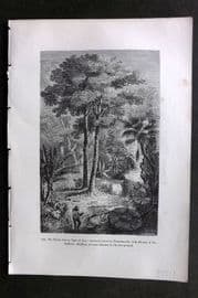Pouchet 1874 Botanical Print. Poison Tree or Upas of Java