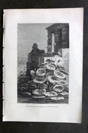 Pouchet 1874 Botanical Print. Sacred Lotus of the Egyptians