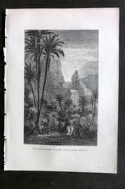 Pouchet 1874 Botanical Print. Scene in the Andes. Wax Palm