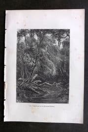 Pouchet 1874 Botanical Print. Virgin Forest in the Equatorial Regions