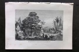 Pouchet 1874 Botanical Print. Weeping Tree