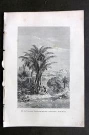 Pouchet 1874 Botanical Print. Wine Tree or Wine Bearing Sago-Palm