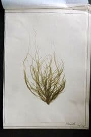 Pressed Seaweed 1880's British Herbarium from Devon-Cornwall